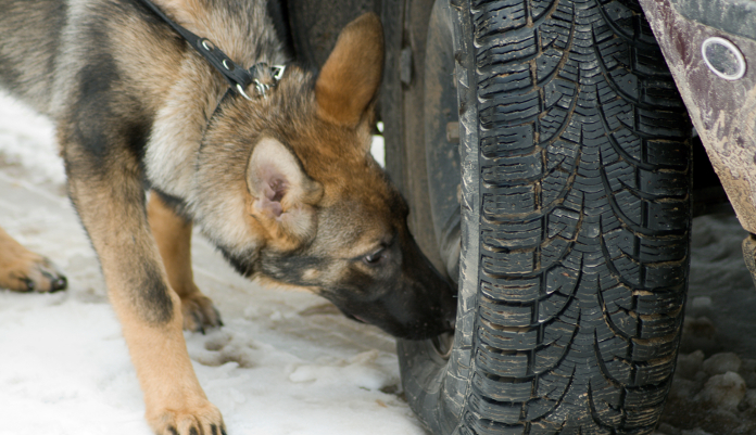 drug dog sniffing around car